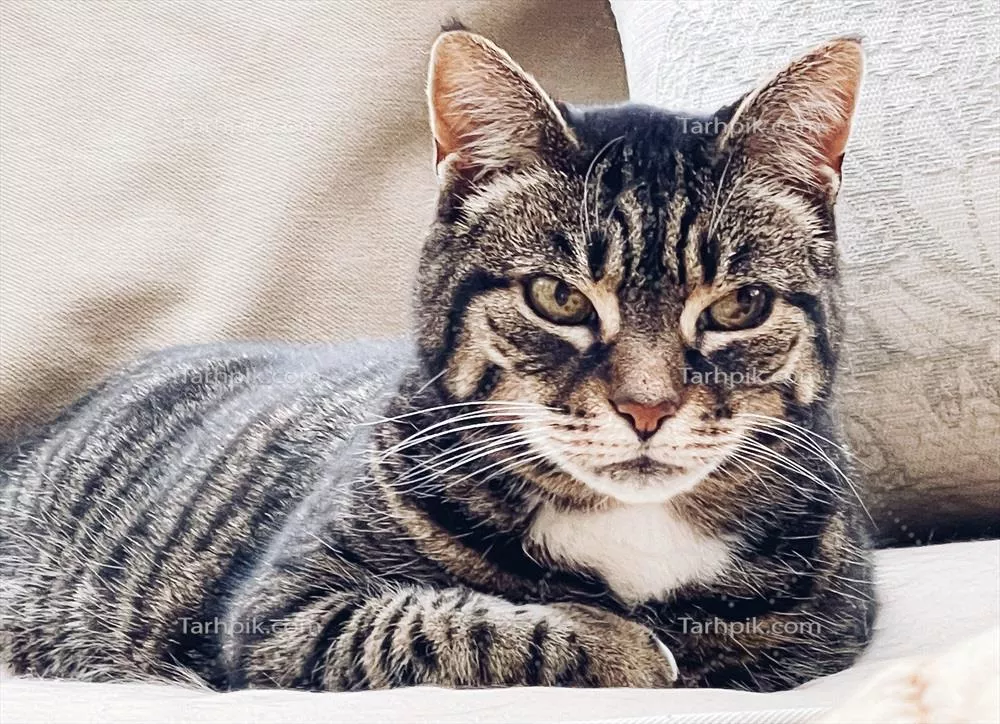 پرتره زیبای یک گربه فندوقی بالغ و دوست‌داشتنی بر روی مبل در منزل
