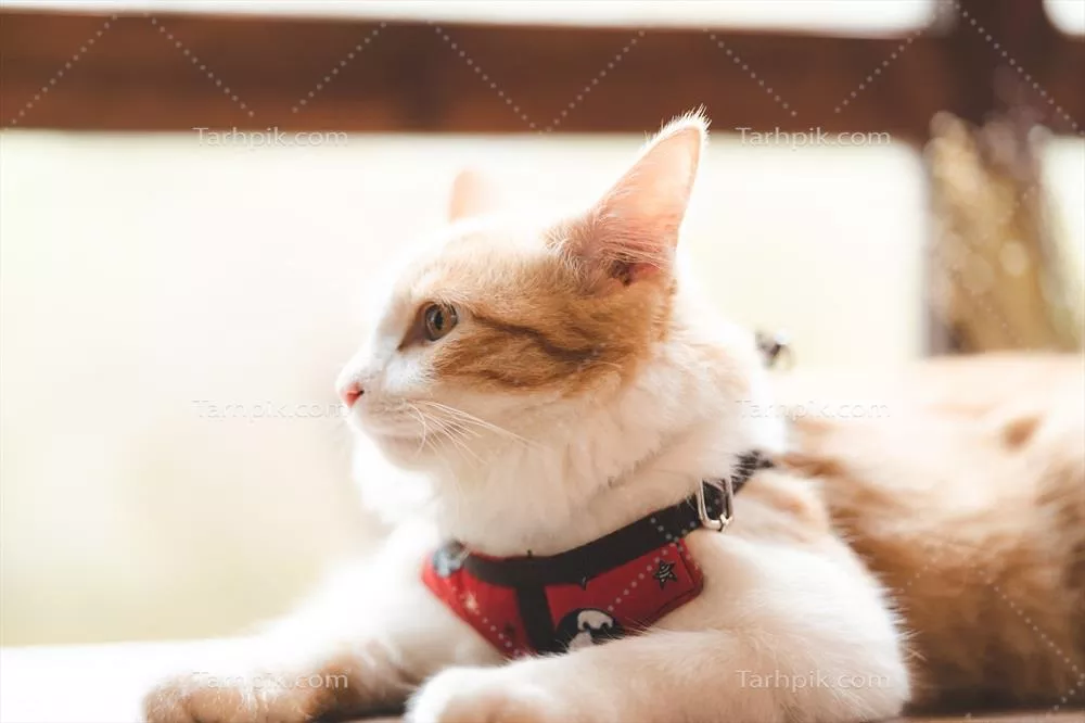 پرتره ای از یک گربه قهوه ای زیبا در کافه با یک گربه ی پشمالوی سفید در پس زمینه