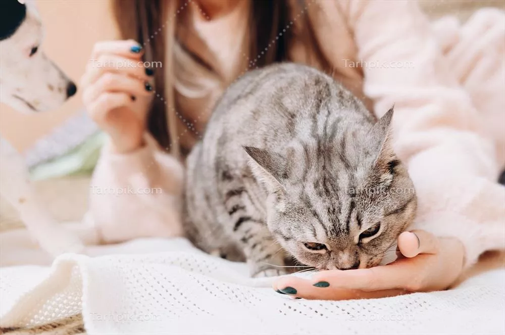 دوستی و عشق بین گربه خاکستری و صاحبش در لحظههایی دلنشین بر روی مبل
