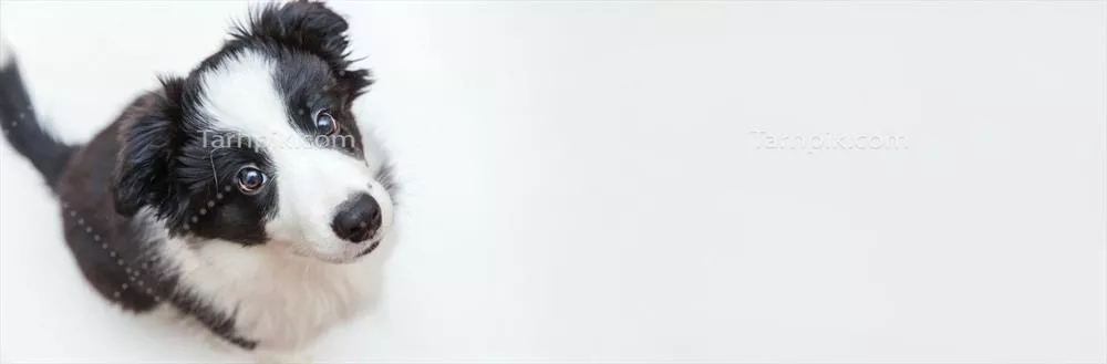 پرتره استودیویی خنده‌دار از یک توله‌سگ زیبا و مبتکر کولا در پس‌زمینه سفید