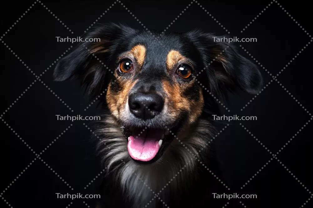 پرتره ای از مرز کالی با پس زمینه سیاه و جلوه های خاص