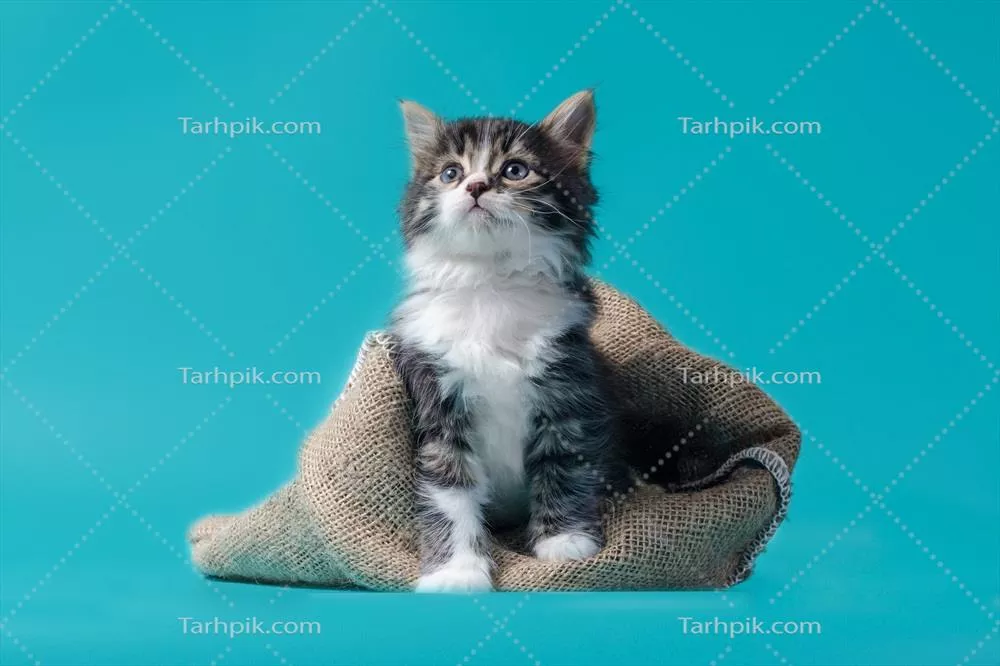 گربه بچه راه راه با کوله بر روی زمینه فیروزهای
