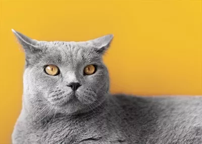 گربه خاکستری بر روی پس زمینه زرد: ترکیبی از رنگ‌ها و زیبایی