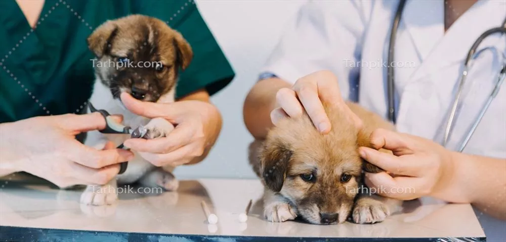 چک کردن نفس حیوانات: دامپزشک مرد در حال معاینه یک سگ کوچک با گوشی پزشکی