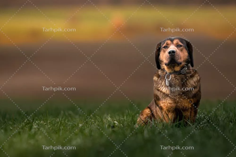 پرترهای زیبا از داکسبراکه آلپاین با ویژگیهای بارز و جذاب