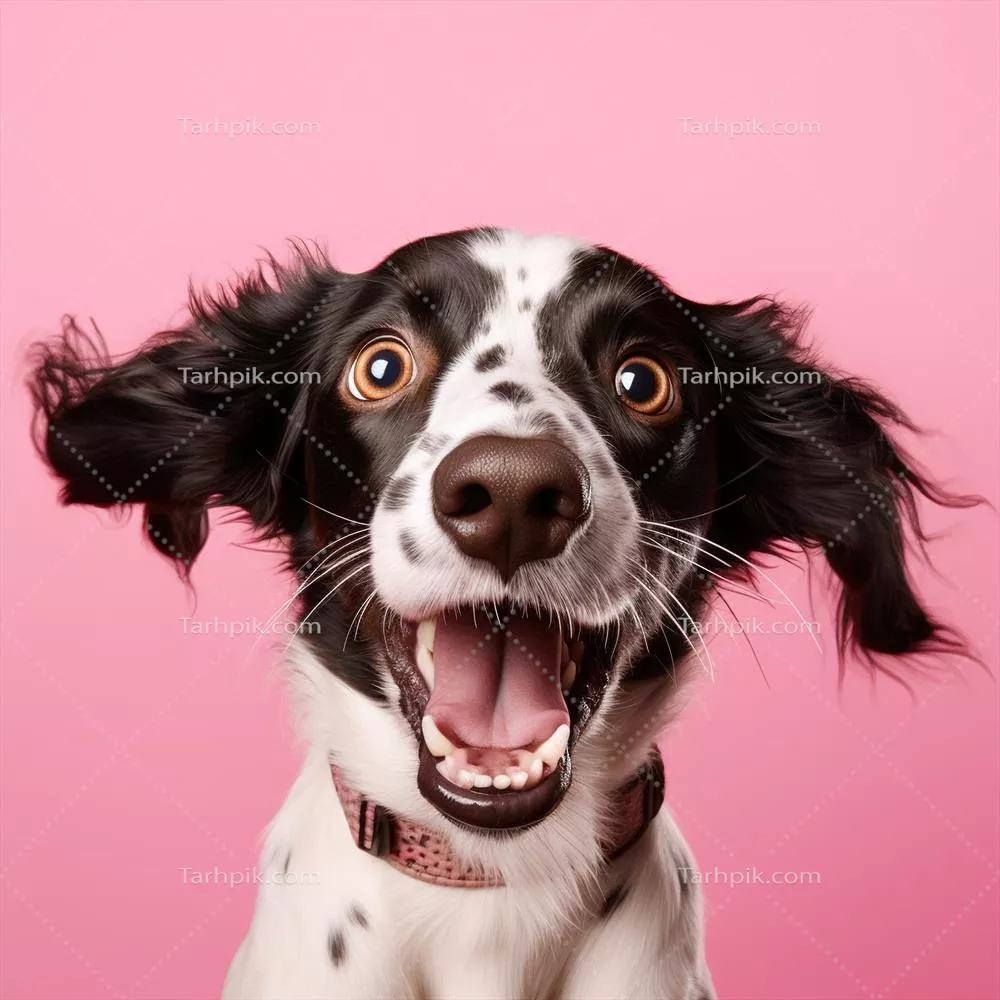 پرتره ای خلاقانه از یک سگ شاد در حال نگاه کردن به دوربین در پسزمینه صورتی