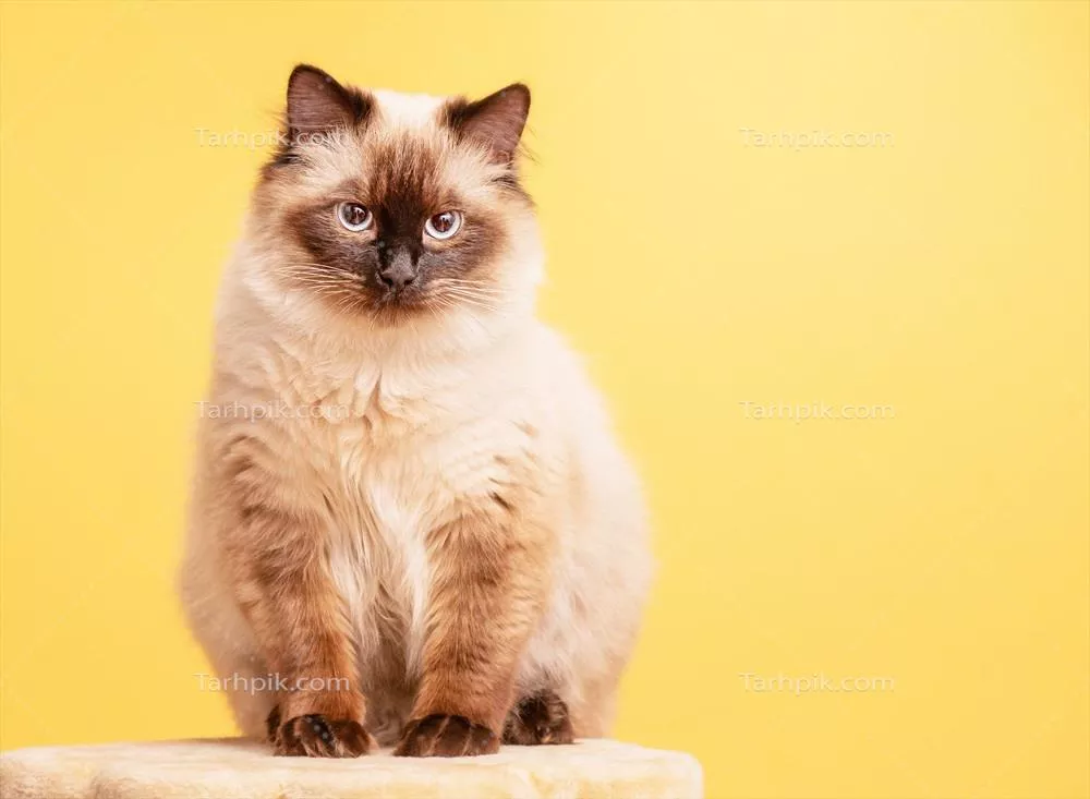پرتره گربه ماسکدار نوا بر روی پسزمینه خسته و کسلکننده