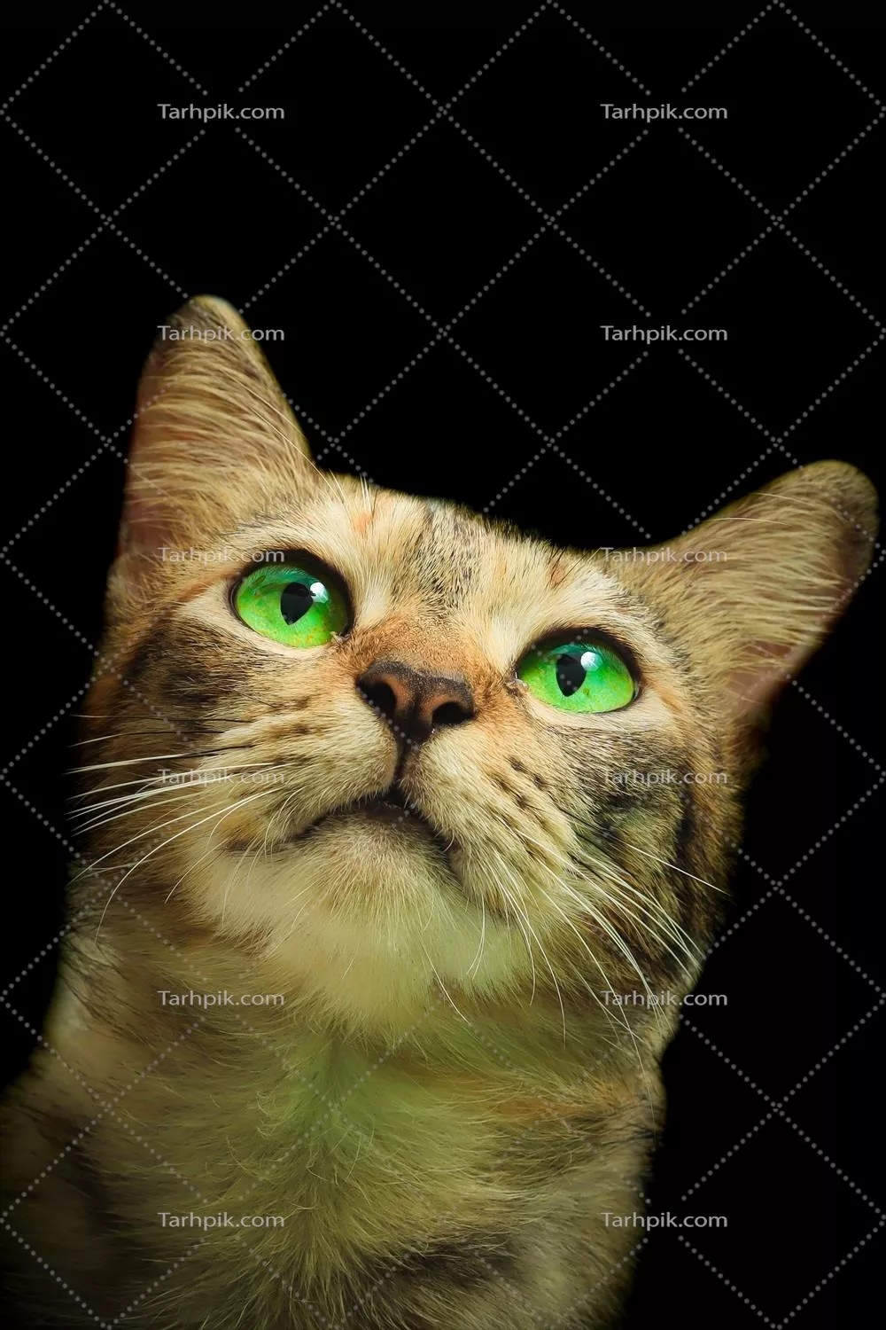 گربه خانگی زیبا و بامزه برای والپیپرهای دیجیتال و پسزمینه