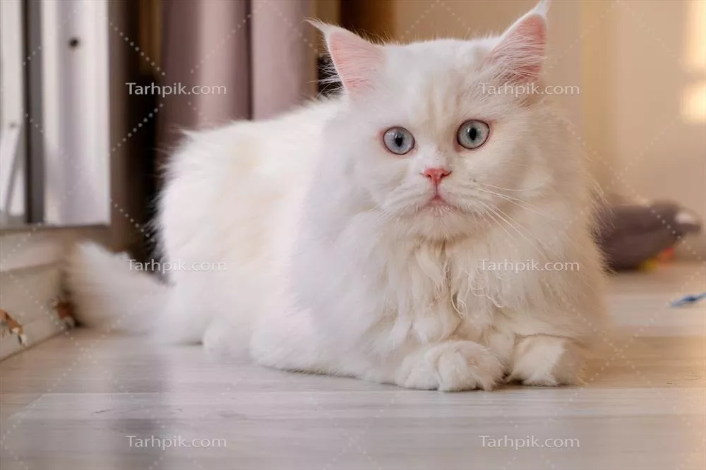 گربه چنچیلا سفید با چهره پرنسسی و چشمان آبی بسیار دوست داشتنی و پشمالو