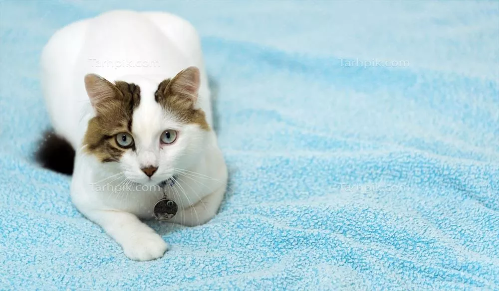 گربه های خانگی شیرین و دوست داشتنی: دوستوفن های پشمالوی ما