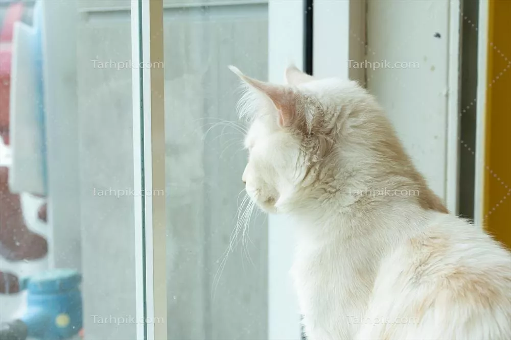 پرتره ای جالب از گربه ای زیبا در حال تماشا و گشت و گذار در محیط اطراف