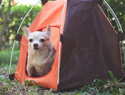 سگ Chihuahua با موی کوتاه قهوه‌ای درون چادر نارنجی در فضای باز