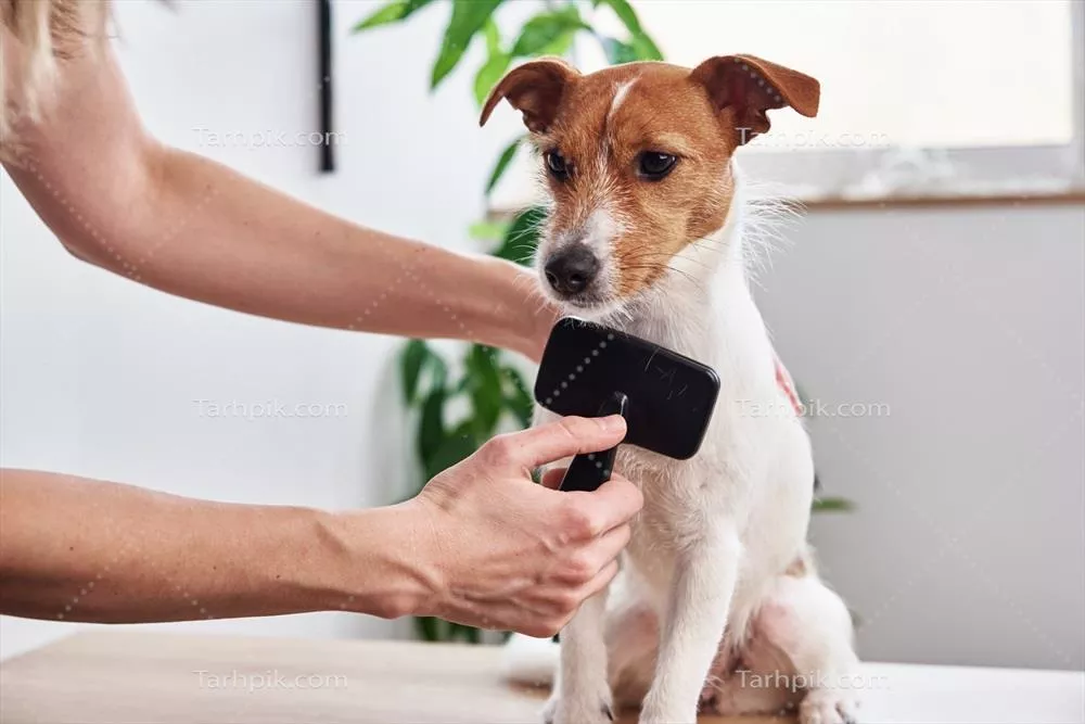 مراقبت از pets: زن در حال شانه کردن سگ ژرمن راسل خود