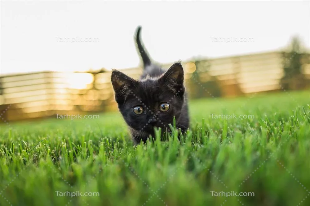 گربه سیاه فضول در فضای باز؛ تصویری تابستانی با چمن و محل تبلیغاتی