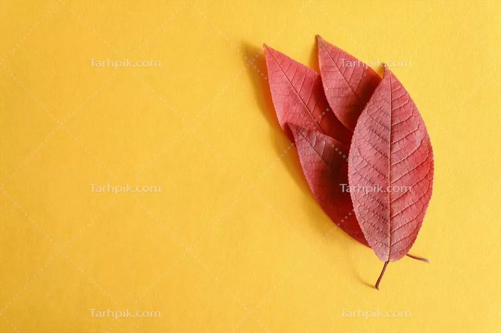 چندین برگ قرمز پاییزی گیلاس بر روی کاغذ زرد، نمای صاف و زیبا