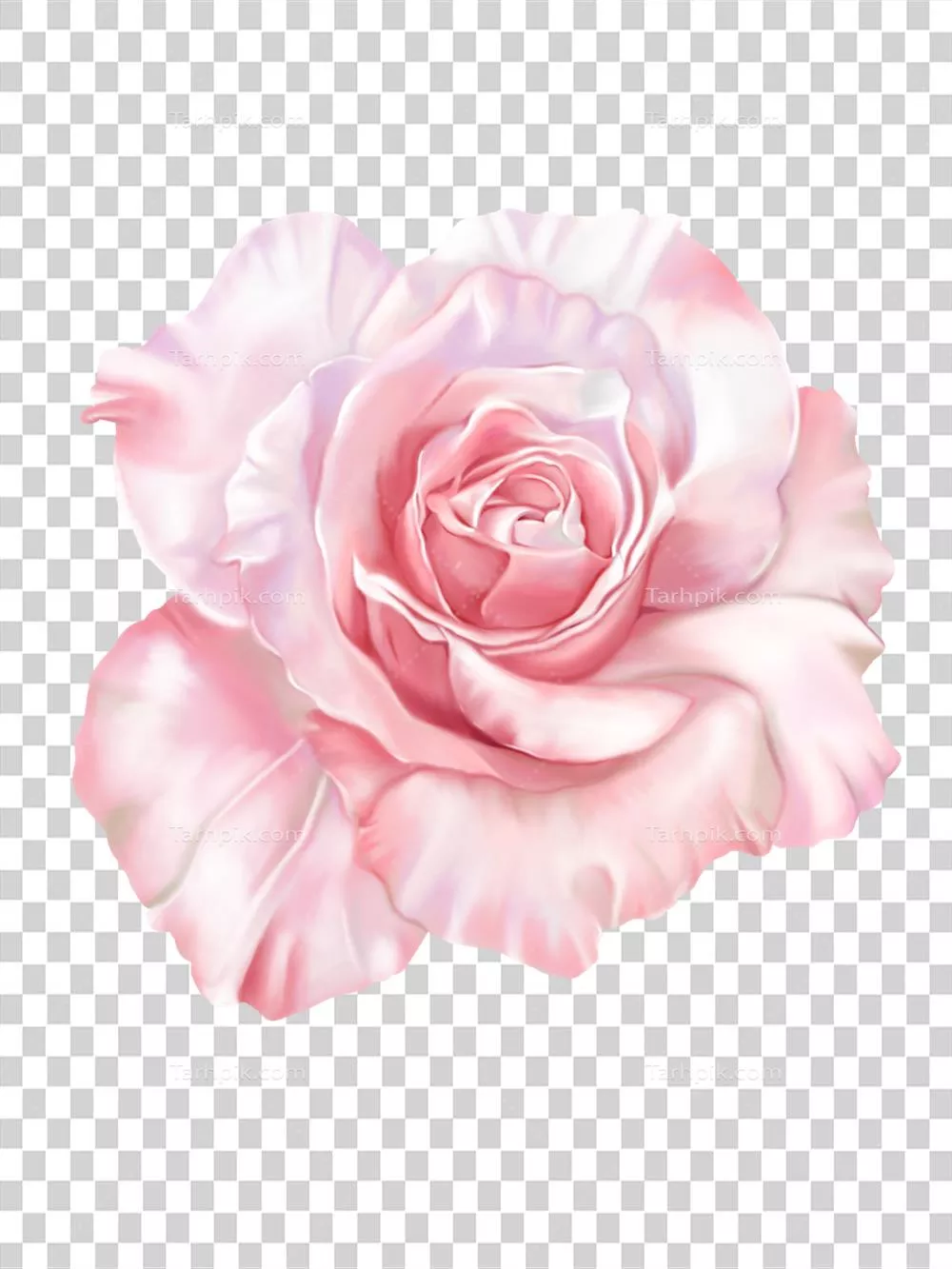 تصویر نزدیک از گل زیبا و شکوفهٔ رز دستی با آبرنگ بر روی پس‌زمینهٔ سفید