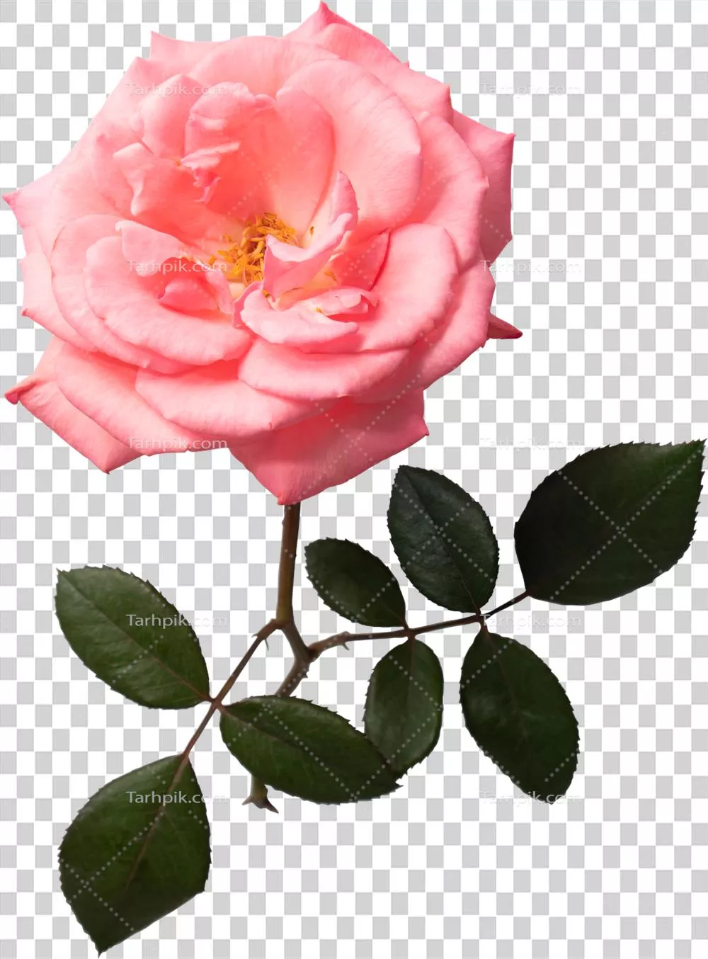 گل رز صورتی بر روی زمینه شفاف با زیبایی خاص و بینظیر