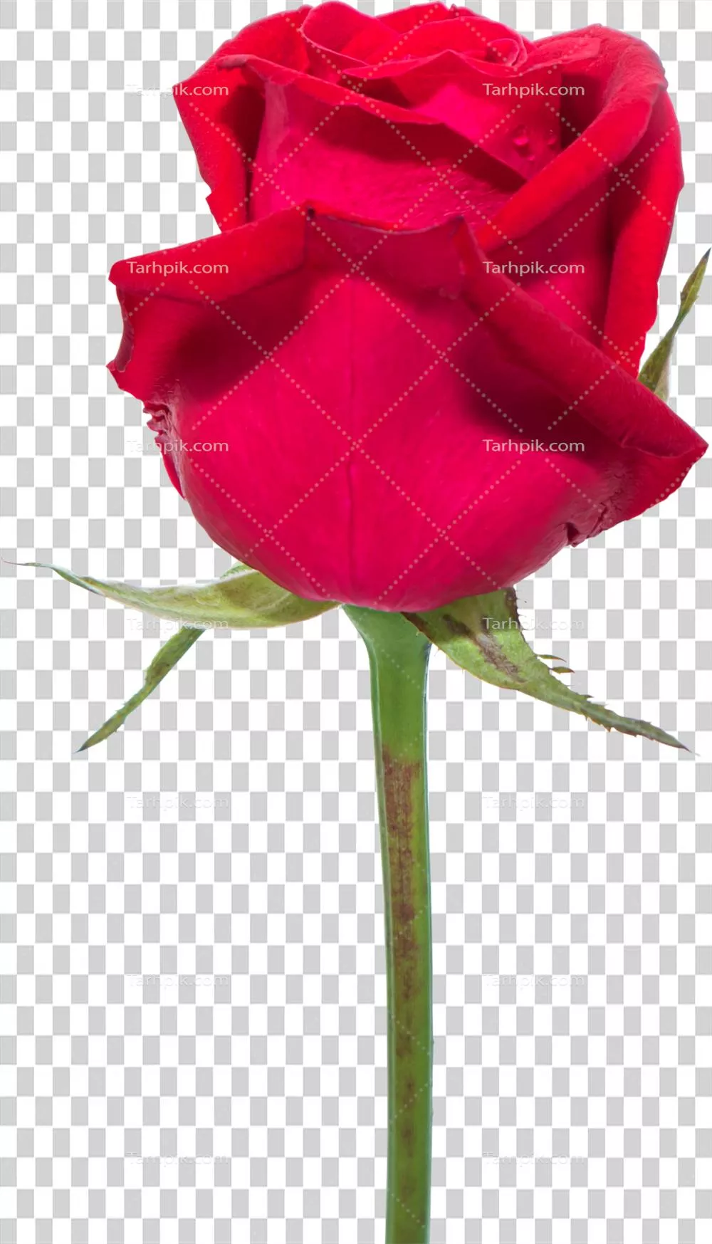 گل‌های سرخ رز روی پس‌زمینه شفاف جداشده به عنوان یک شیء گل‌دار