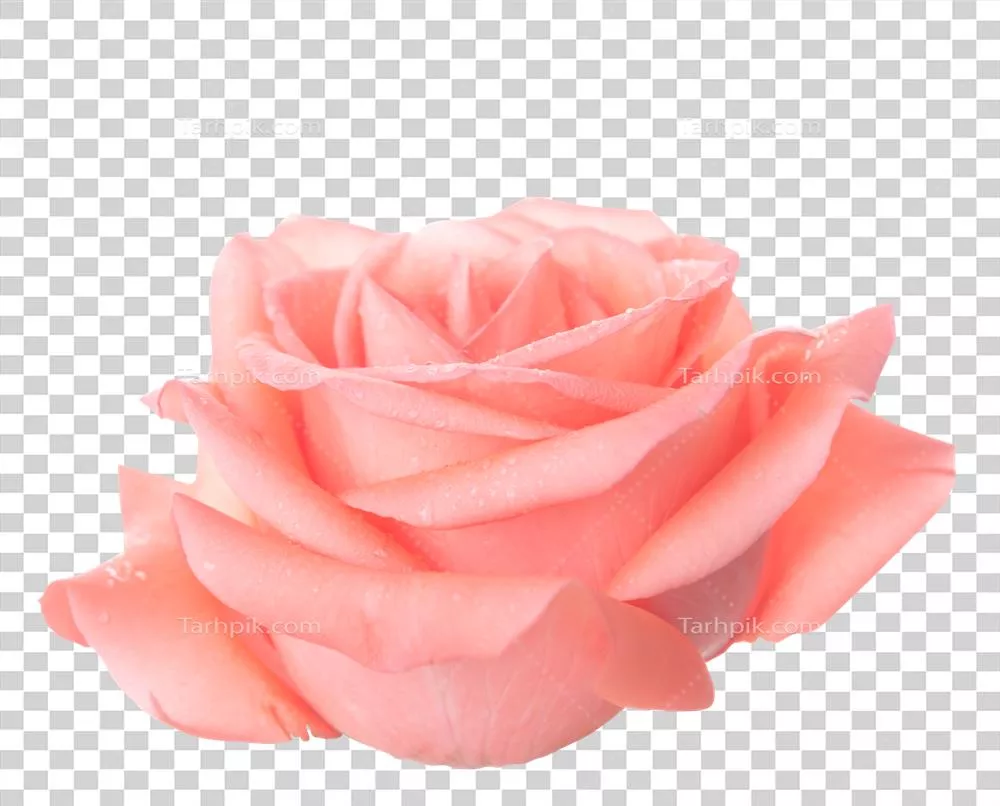 گلابی صورتی در پس زمینه سفید با مسیر برش جداگانه