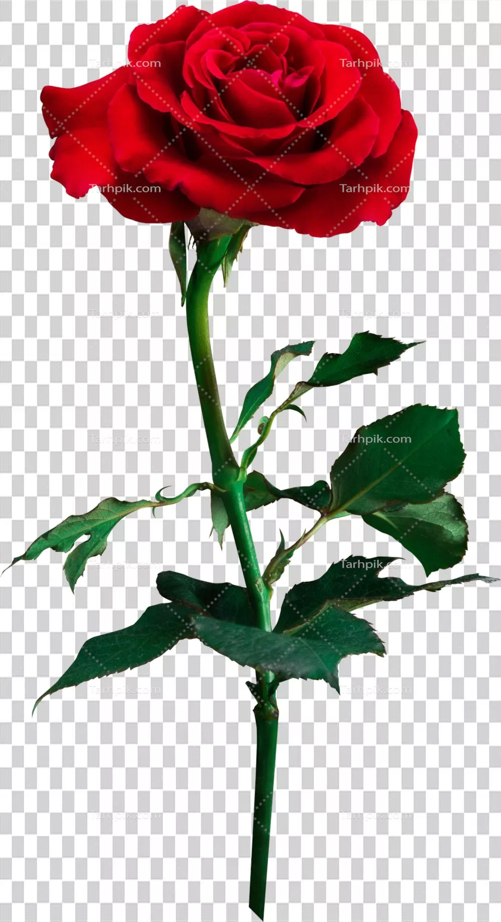 گلهای سرخ: نماد عشق و زیبایی برای مراسم عروسی و روز ولنتاین