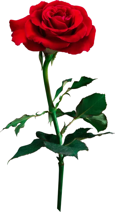 گلهای سرخ: نماد عشق و زیبایی برای مراسم عروسی و روز ولنتاین