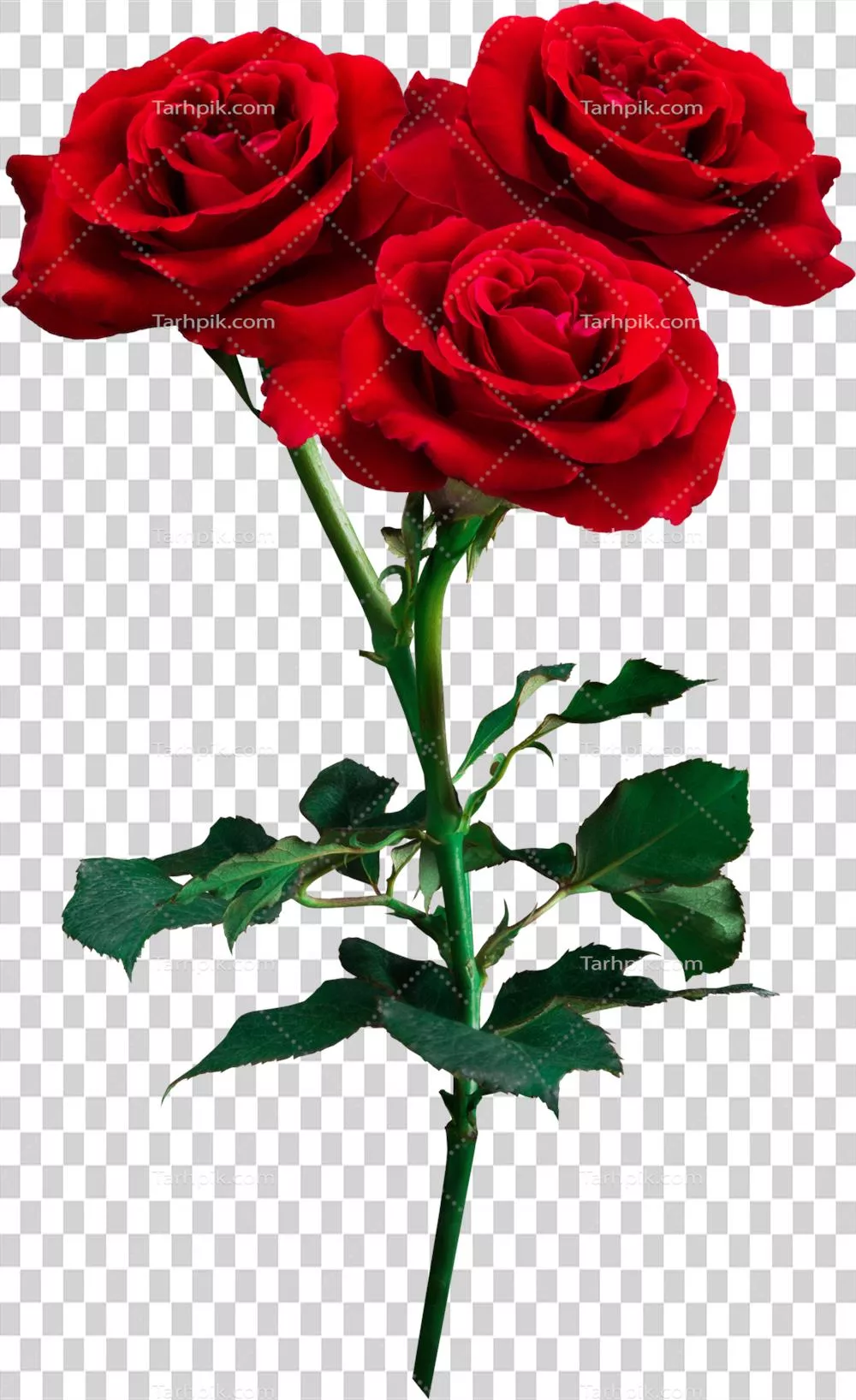 گل های سرخ گل رز برای مراسم عشق، عروسی و روز ولنتاین