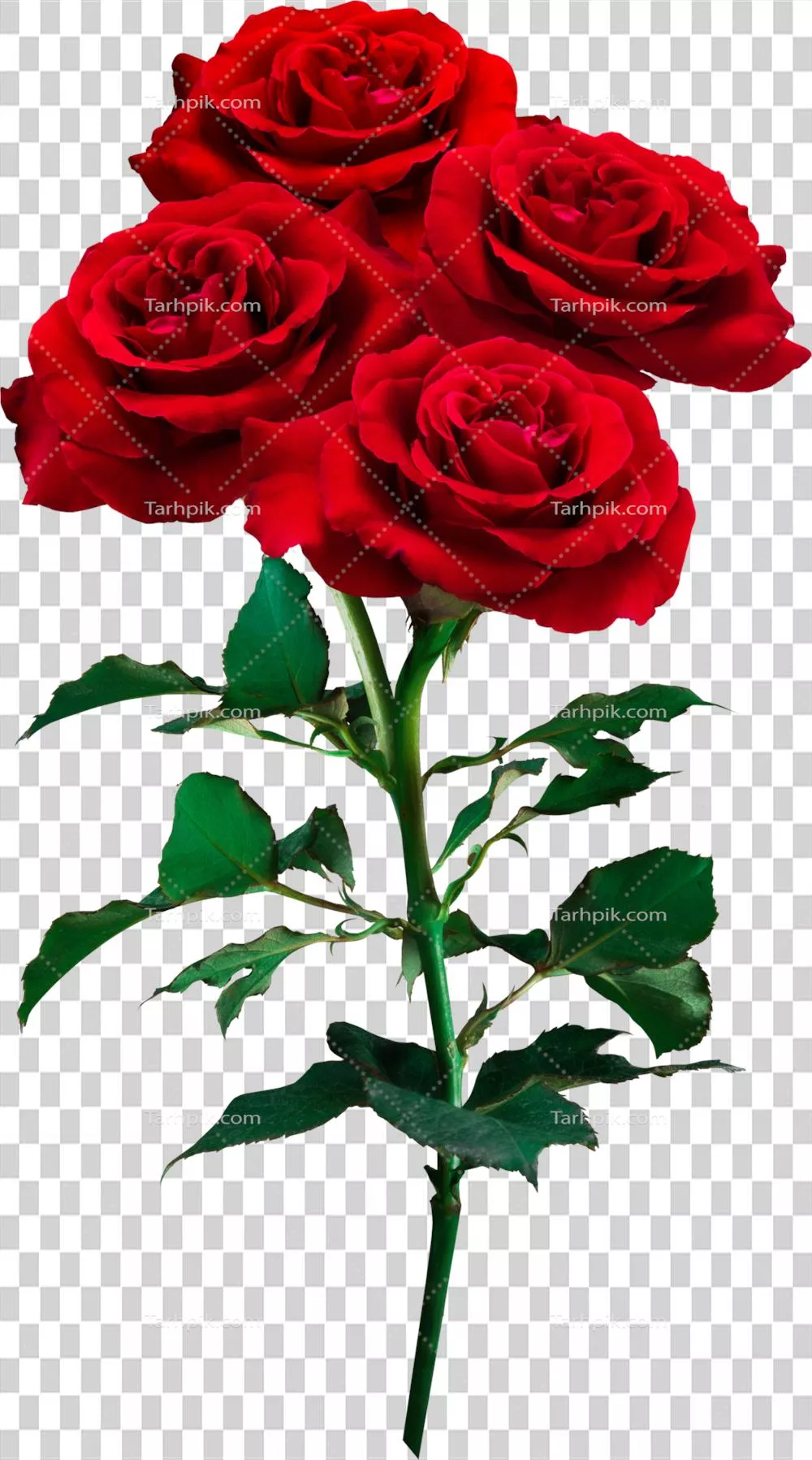 گلهای رز قرمز جدا شده برای عشق، مراسم عروسی و روز ولنتاین