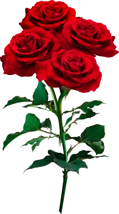 گلهای رز قرمز جدا شده برای عشق، مراسم عروسی و روز ولنتاین