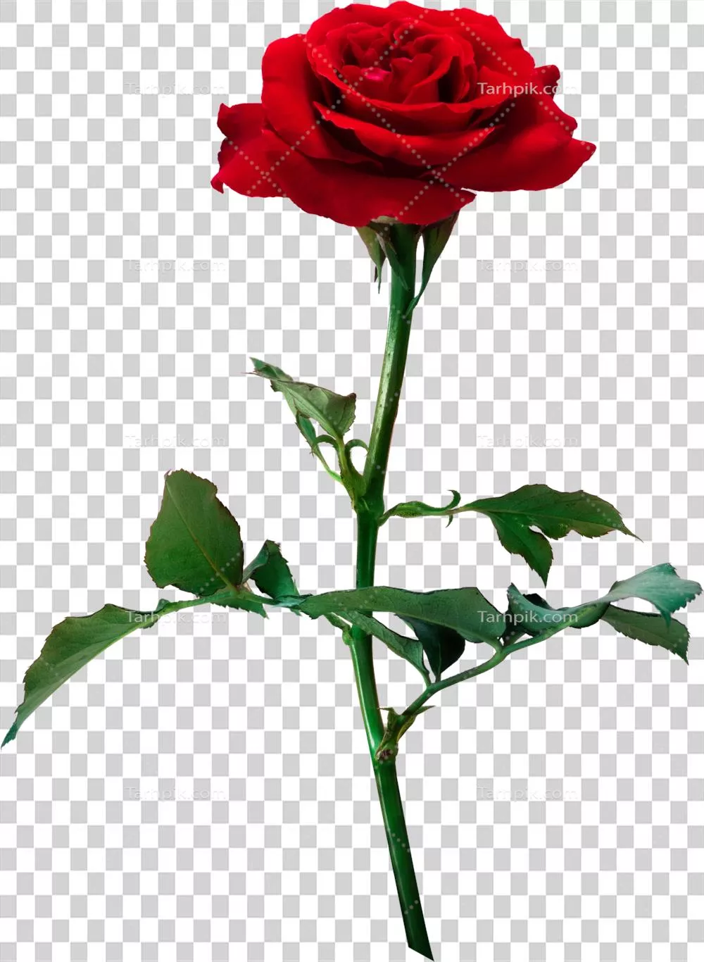 گلهای رز قرمز جدا شده برای ابراز عشق، جشن عروسی و روز ولنتاین