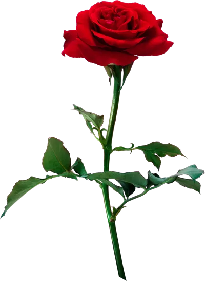 گلهای رز قرمز جدا شده برای ابراز عشق، جشن عروسی و روز ولنتاین