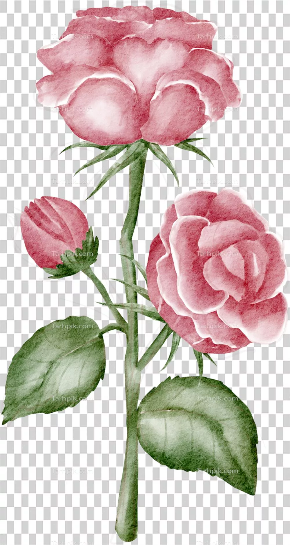 نقاشی آبرنگ گل رز صورتی با رنگ‌های ملایم و دلنشین