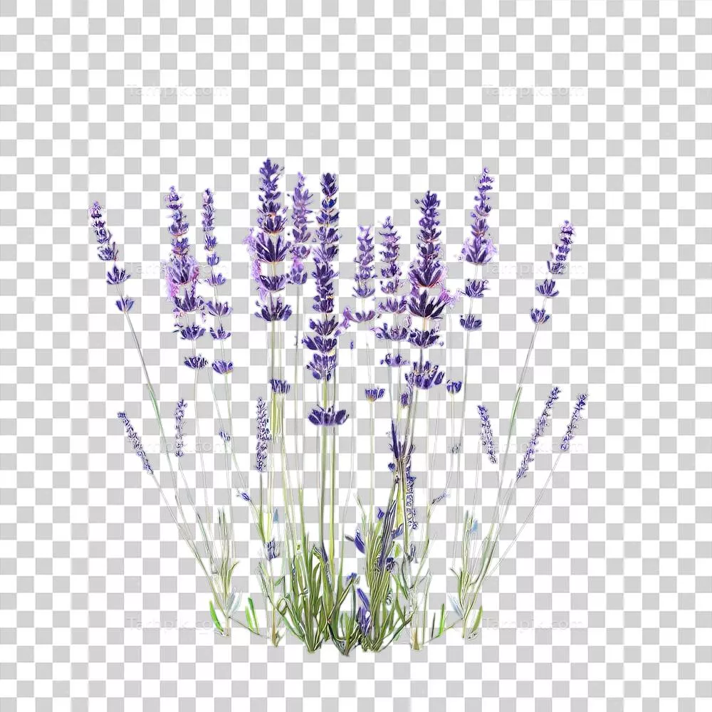 گیاهان گرمسیری و تابستانی ایزوله برای تزئین و زیبایی منزل