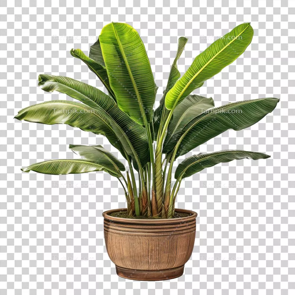 فضای داخلی خانه با گلدان‌های گیاهی، زیبایی و طراوت را به ارمغان می‌آورد