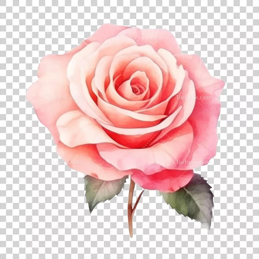 گل رز آبرنگی با پس‌زمینه ایزوله و زیبا برای طراحی‌های هنری