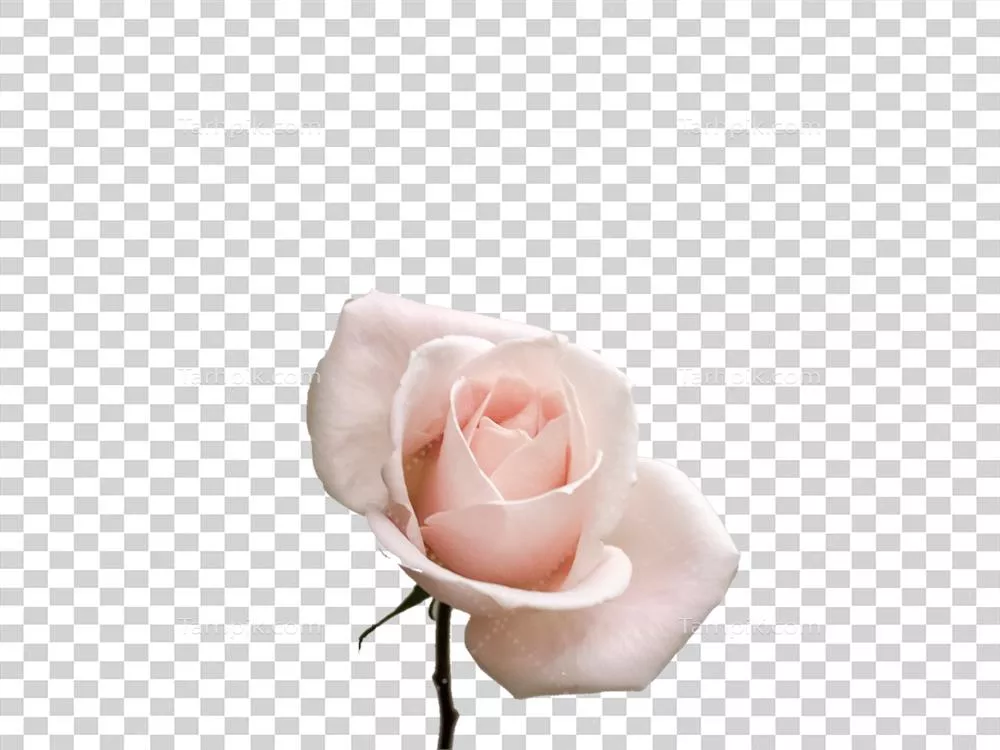 دانلود تصاویر با کیفیت HD از گل های زیبا و رنگارنگ