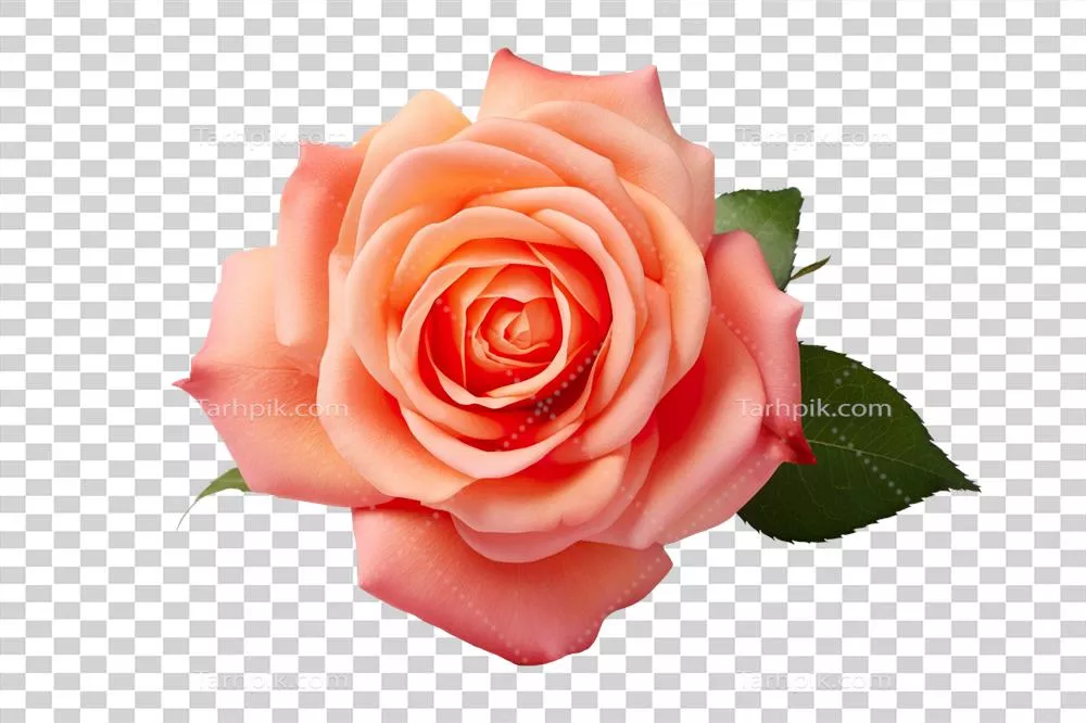 شکوفه گل صورتی زیبا و واقع‌گرایانه بر روی پس‌زمینه شفاف و نمای نزدیک