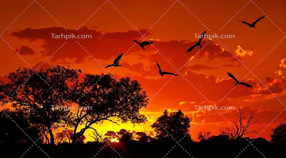 چشم‌انداز زیبای آفریقا با غروب گرم و دل‌انگیز