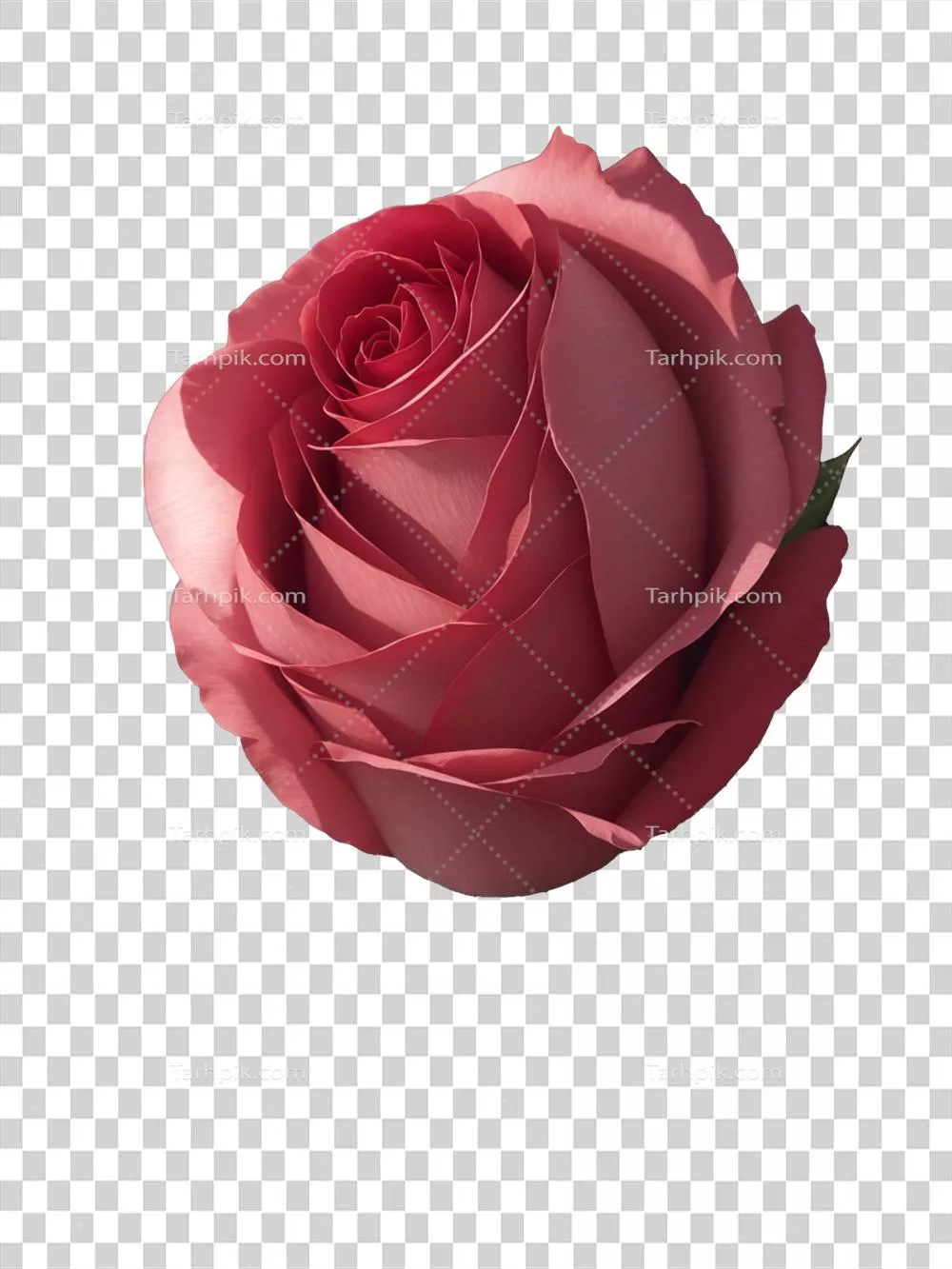 گل رز صورتی با پسزمینه سفید - زیبایی طبیعی در عکاسی گلی