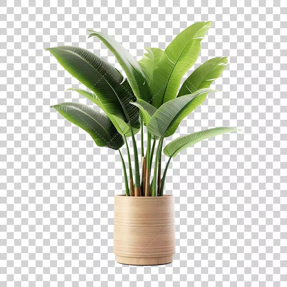 گیاه گرمسیری تولید شده با هوش مصنوعی بر روی پس‌زمینه شفاف