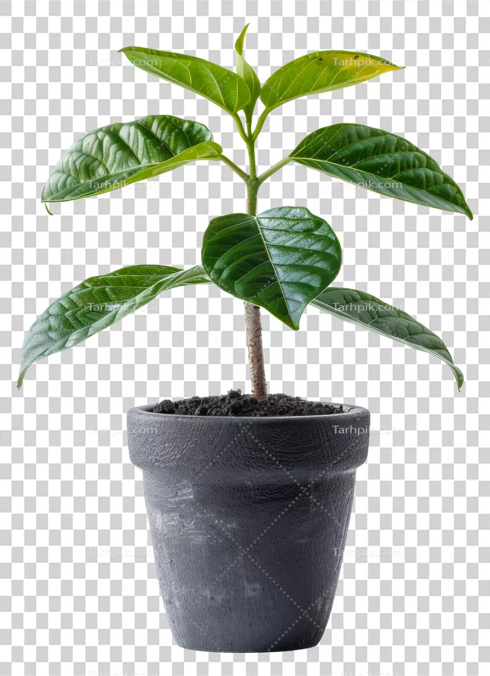 گیاه جوان سبز با برگ های شاداب در گلدان زغالی بر روی پس زمینه شفاف