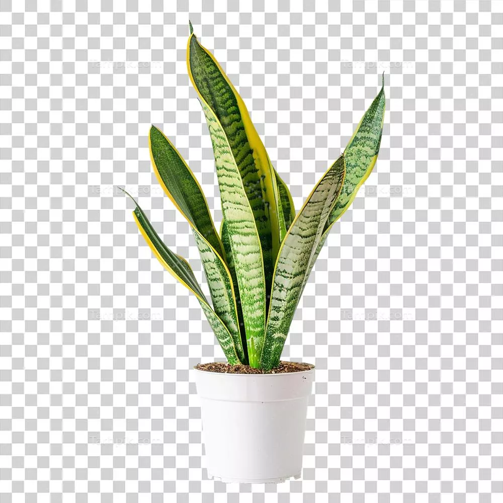 پیکره هوش مصنوعی از گیاه ماری (Snake Plant) در پسزمینه شفاف