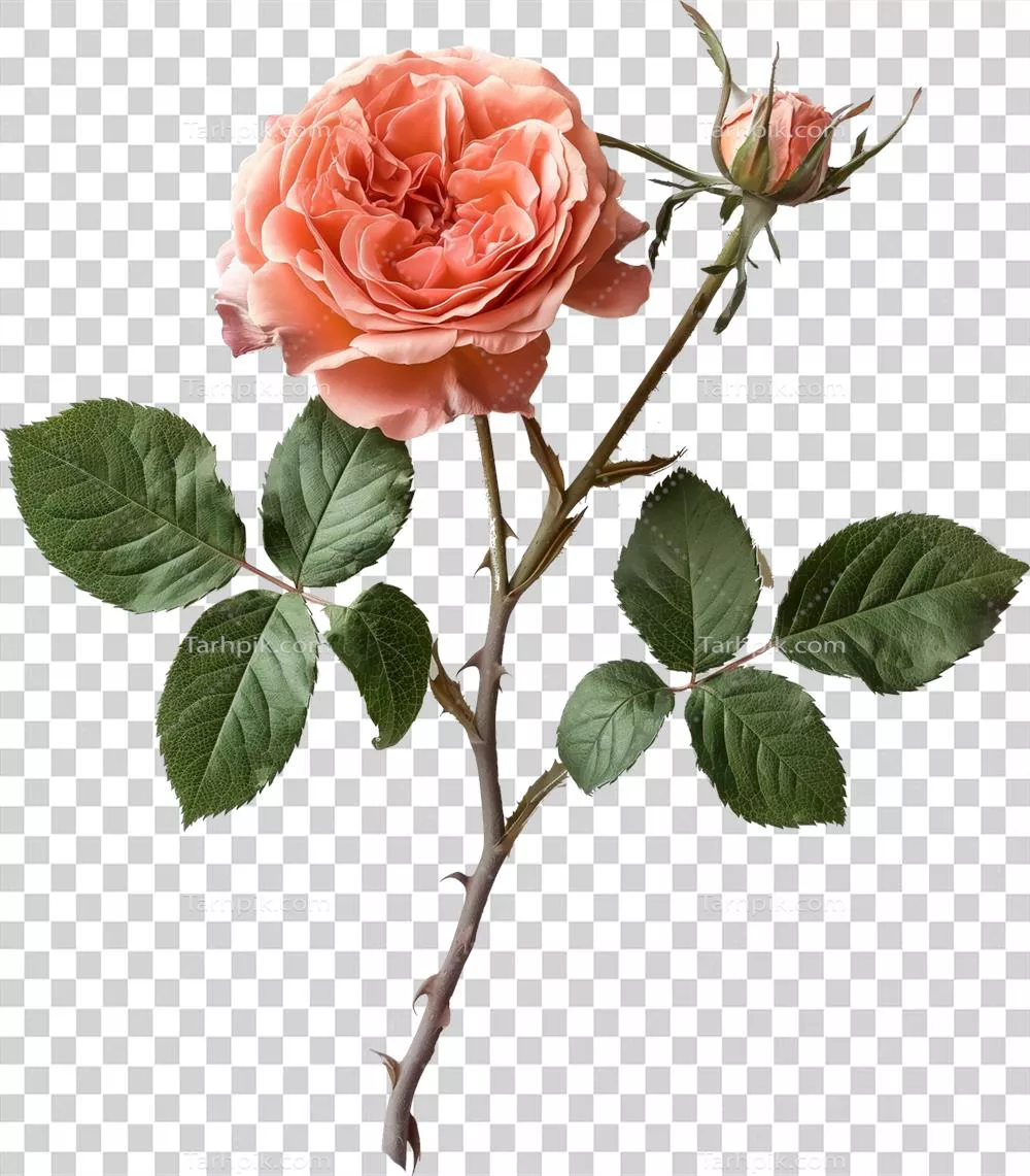 گلبرگهای خیرهکنندهی گل کوهنورد با برگها بر روی پسزمینهی شفاف