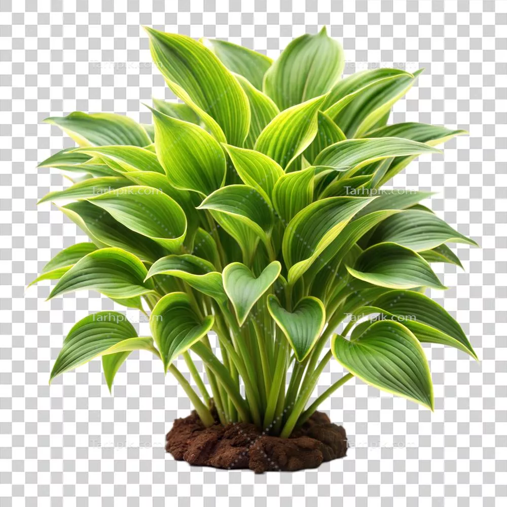 گیاهی سرزنده و گلداری با برگ‌های سبز و سرزندگی در پس‌زمینه شفاف