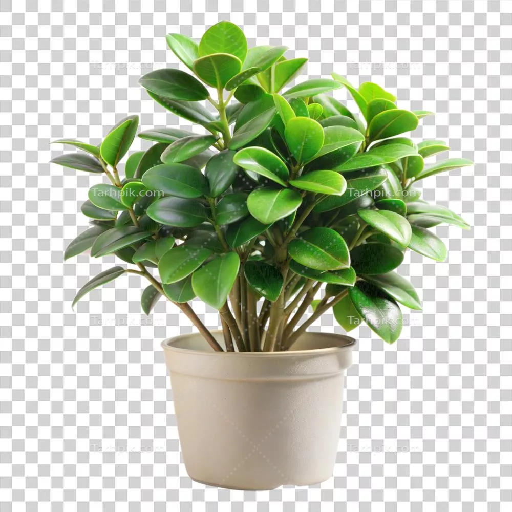 گیاه گلدانی سبز با برگ‌های انبوه بر روی پس‌زمینه شفاف