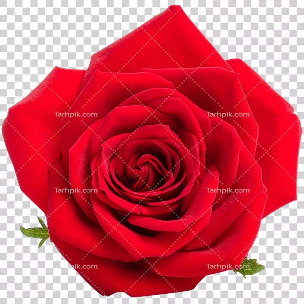 تصویر گل رز قرمز: زیبایی و ظرافت گلها در طبیعت