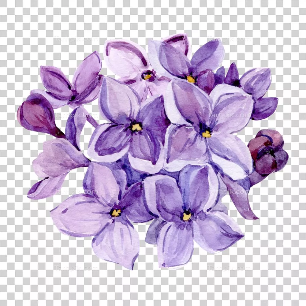 تصویرگری آبرنگ از گل های بنفش بهاری با الهام از شنگه عطرآگین برای کارت های رمانتیک و بسته بندی محصولات آرایشی