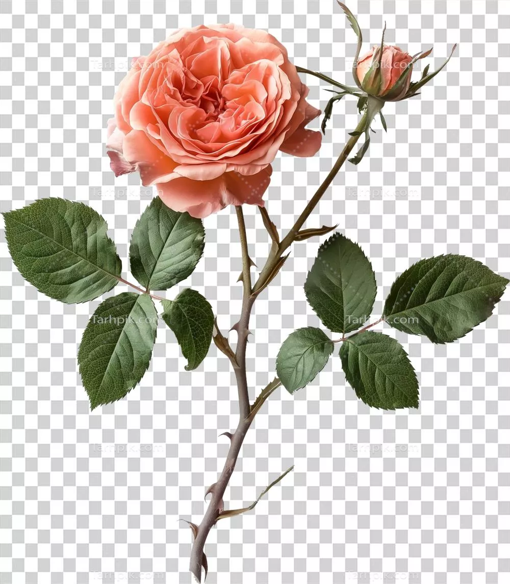 تصویرسازی از یک گل رز بالا رونده به صورت جداگانه و ایزوله