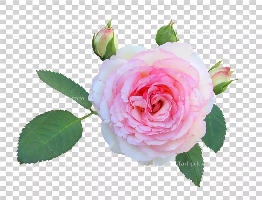 گل رز با پسزمینه شفاف - زیبایی طبیعی و دلنشین