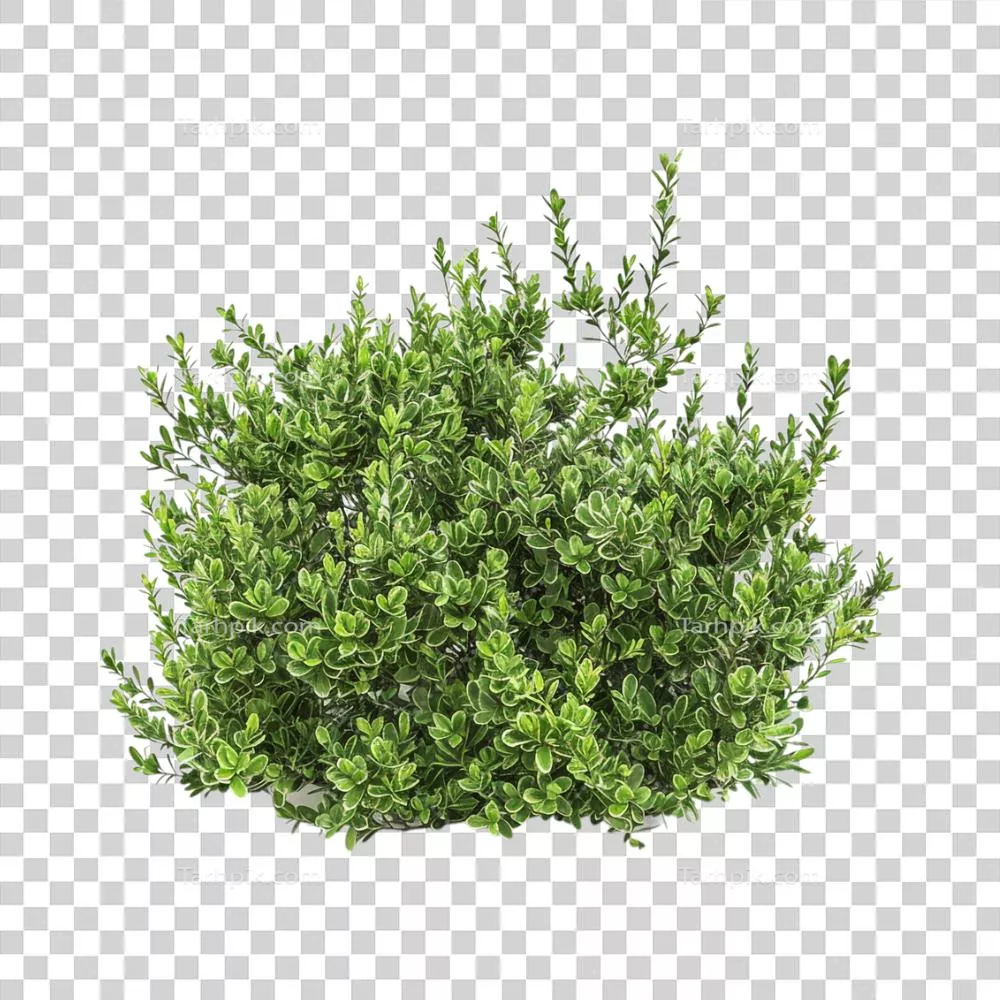 تصویر واضح از گیاه چوب پنیر بر روی پسزمینه شفاف