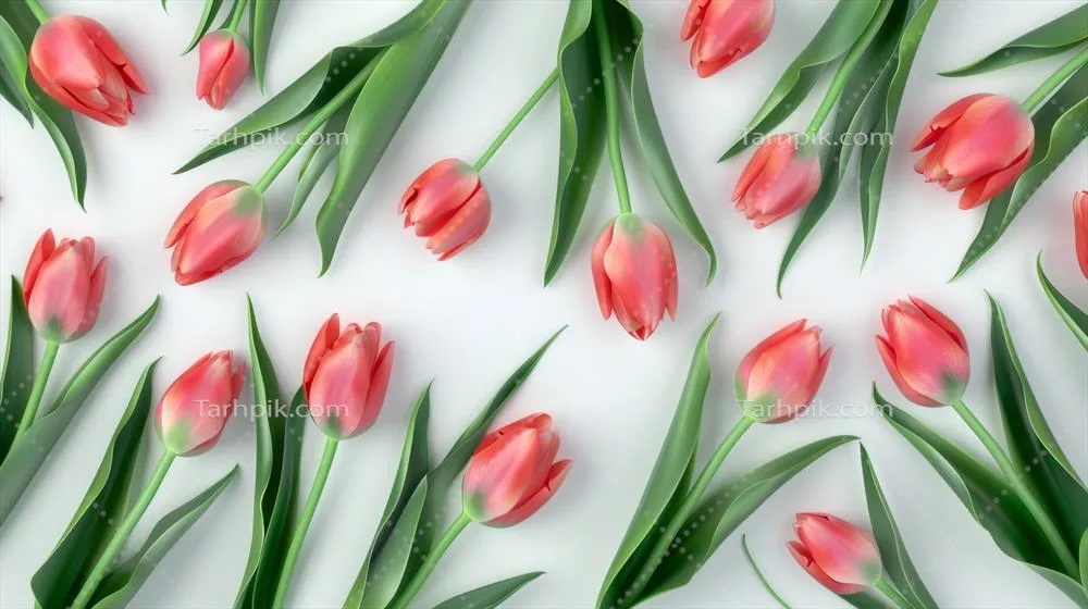 پسزمینه کاغذ دیواری اساسی با الگوی گلهای سفید لاله رمانتیک